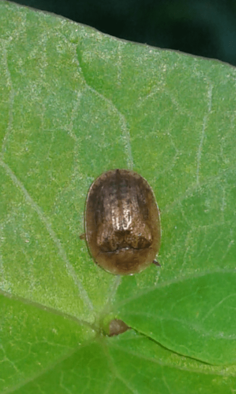 Chrysomelidae : Cassida nebulosa? No, Hypocassida sp.